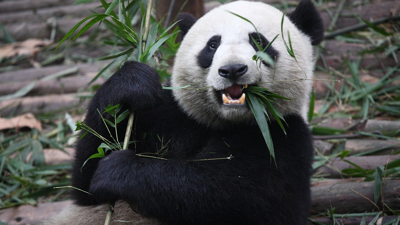 Panda